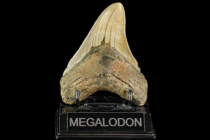 Fossil Megalodon Tooth - North Carolina #109736